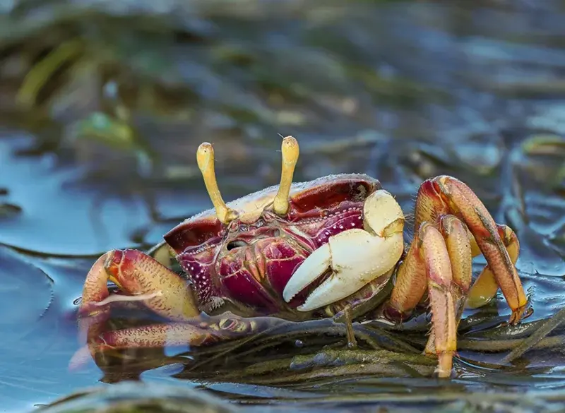 Photo of a crab in a whole new dimension thanks to focus stacking