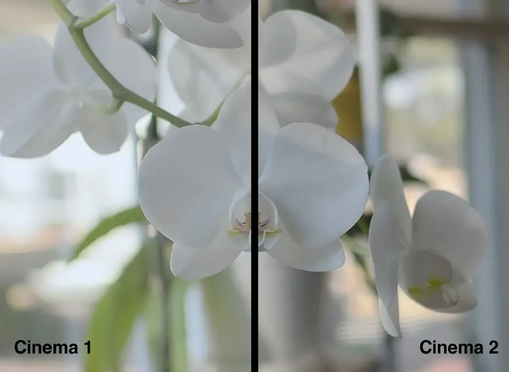 Photo of an orchid showing how the differences between cinema 1 and cinema OM SYSTEM OM-3 feature.