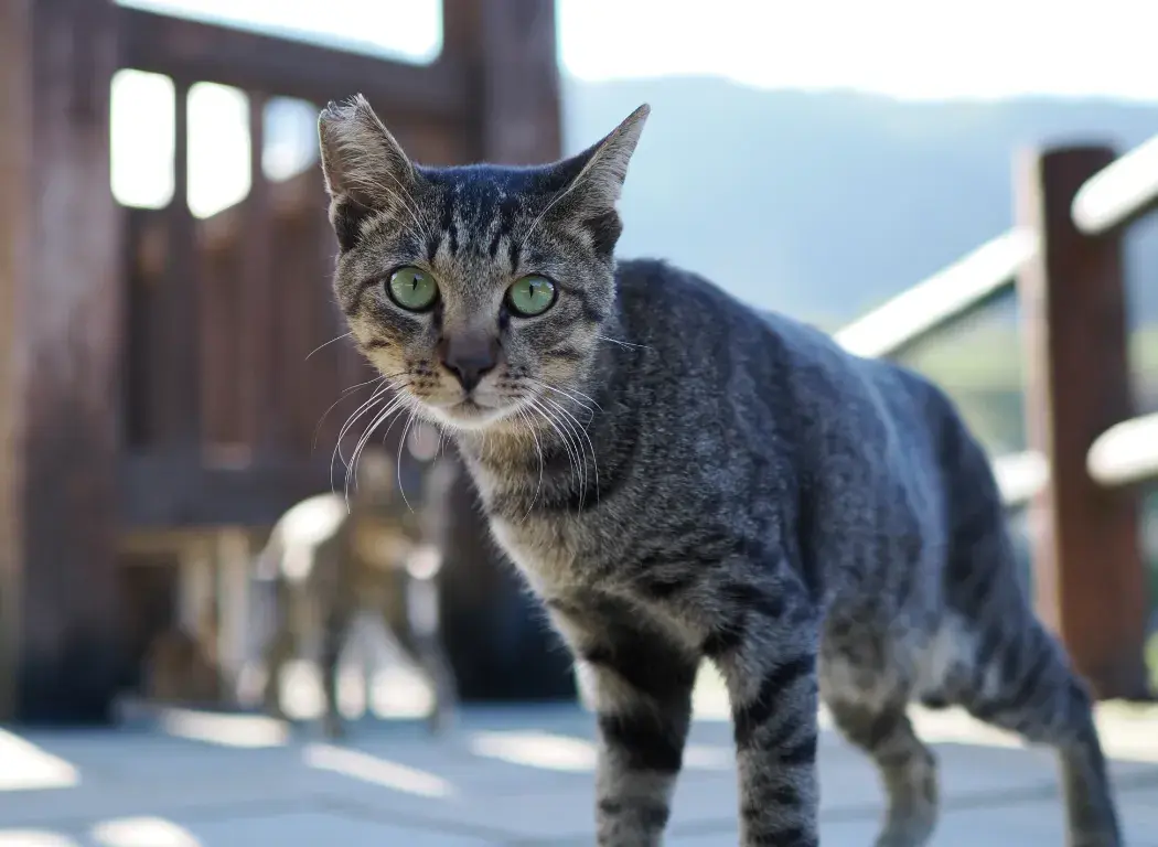 Photo of a cat shot down low on the cats level.