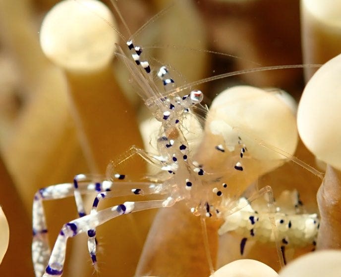 Underwater Microscope Mode