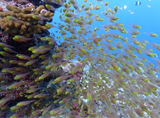 Underwater Wide