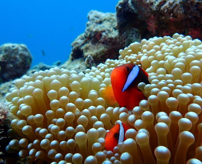 Underwater White Balance