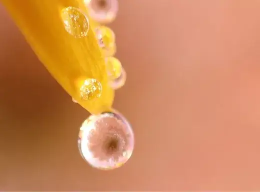 Microscope