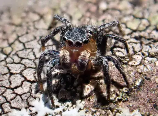 Focus Stacking